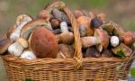 Inizia la stagione di raccolta funghi: i consigli e le raccomandazioni del Parco dell’Aveto