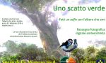 Sagra della mimosa, tra le manifestazioni collaterali anche i "selfie con gli alberi"