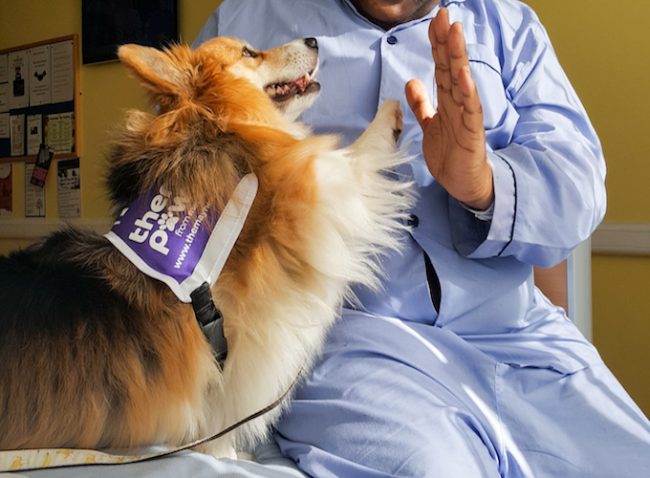 Regione Liguria: sì agli animali domestici negli hospice