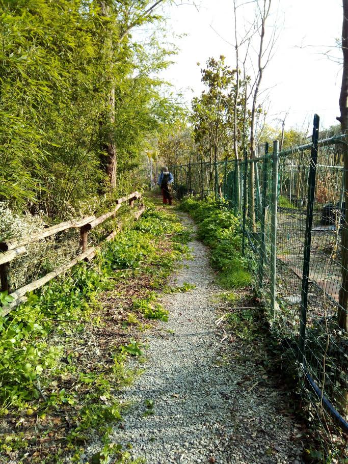 Di nuovo percorribile la ciclabile che dal Pontevecchio arriva in località San Quirico