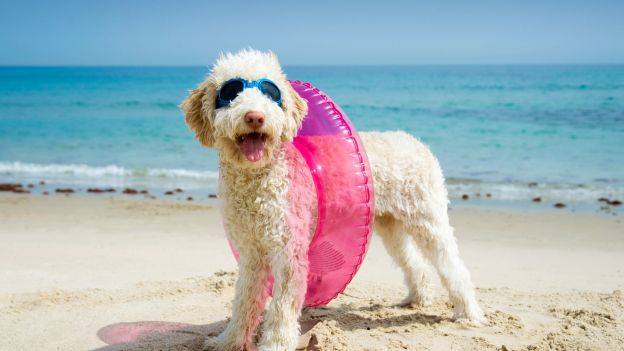 A Ferragosto con il cane in spiaggia, ecco le regole da seguire