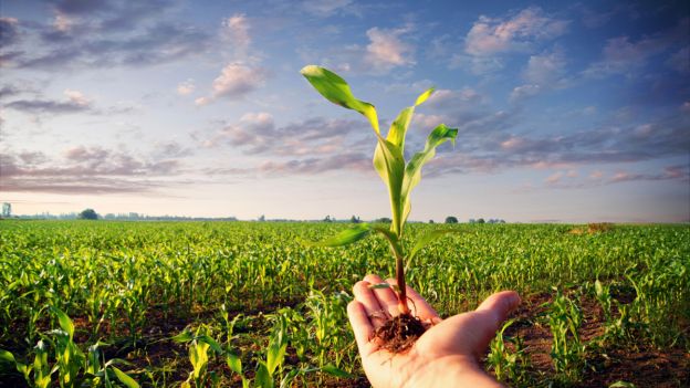 Nuove linee guida per sviluppo produzioni biologiche