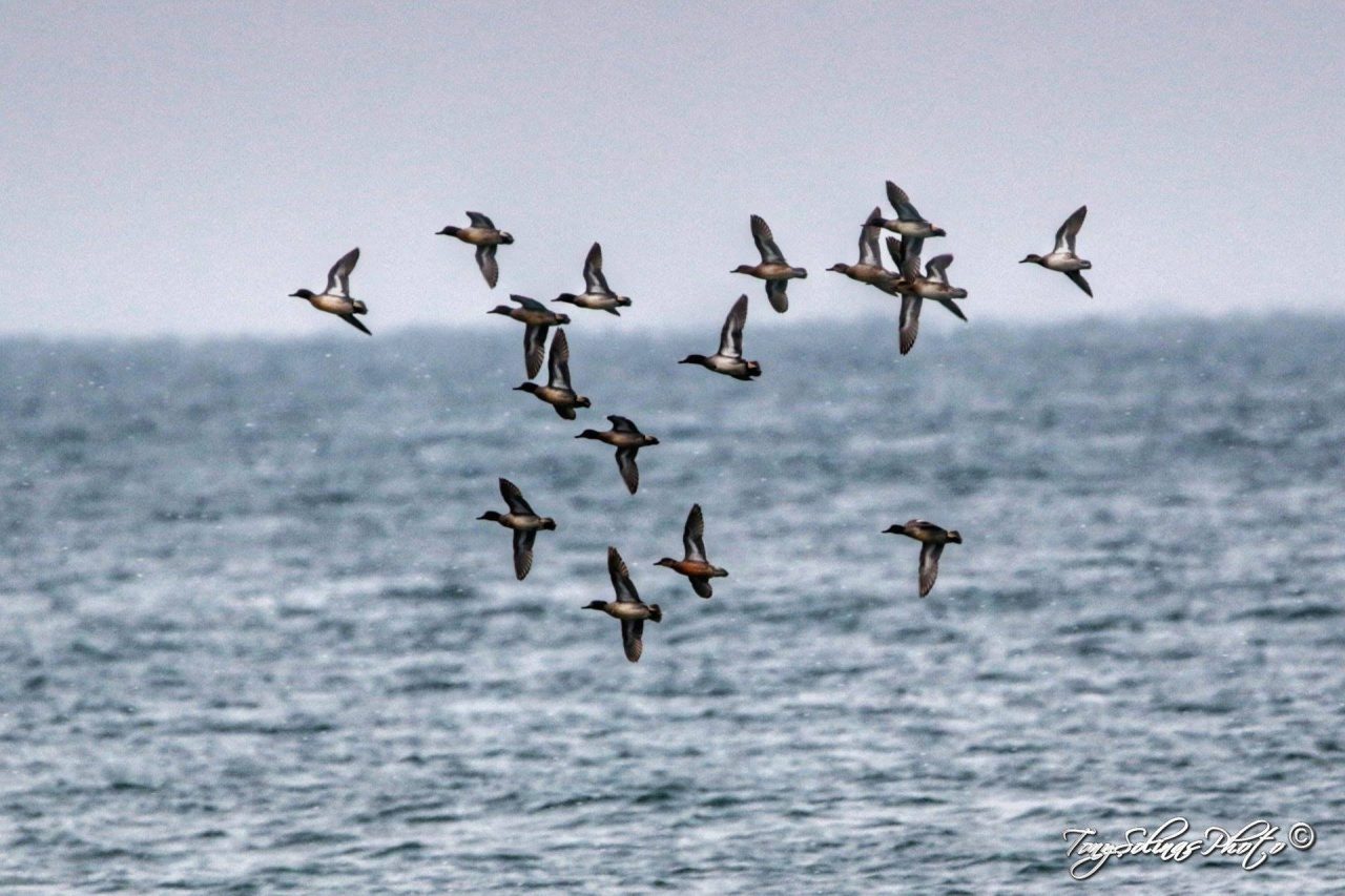 Arrivano i primi uccelli migratori sull’Entella