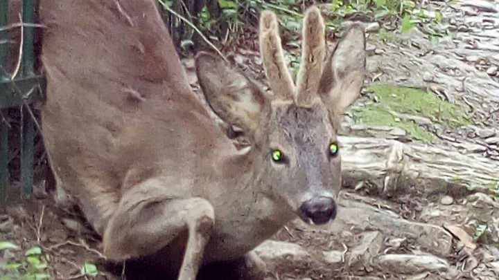 Capriolo ferito a Sori, salvato dal personale del Comune