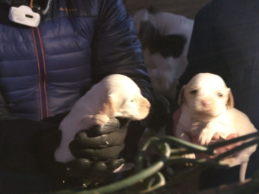 Reclusi al gelo: la forestale sequestra otto cani, ma per un cucciolo è troppo tardi