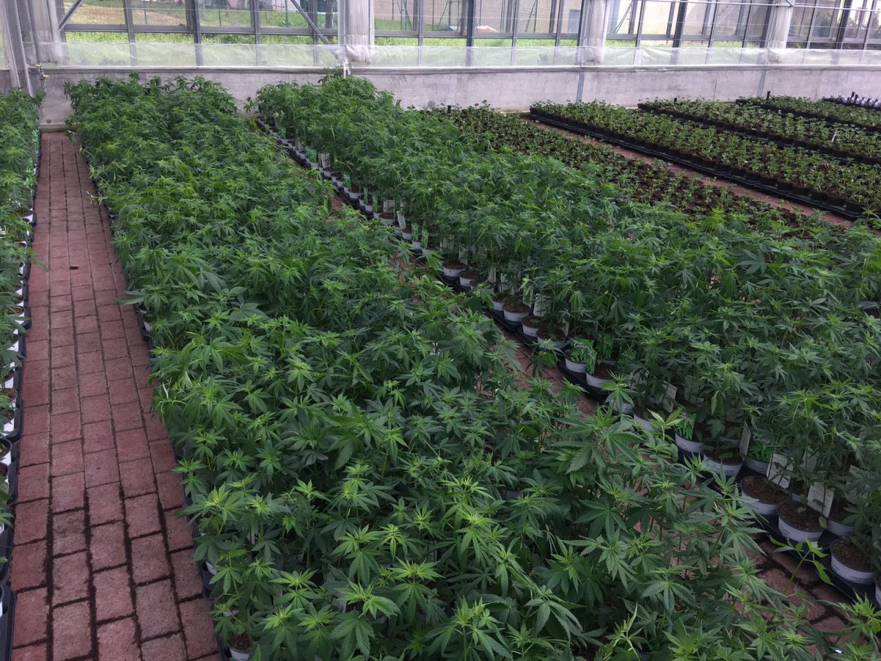 Nella cannabis il futuro della vallata