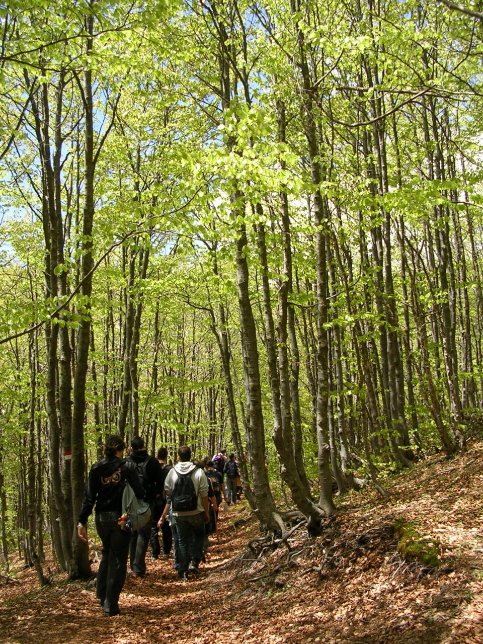 Nella Foresta del Monte Penna