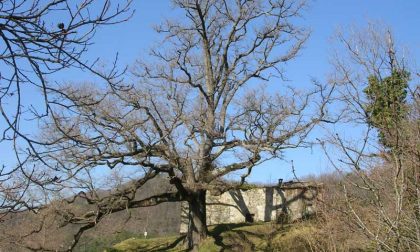 La quercia monumentale di Gosita sarà potata: ne va della sua conservazione