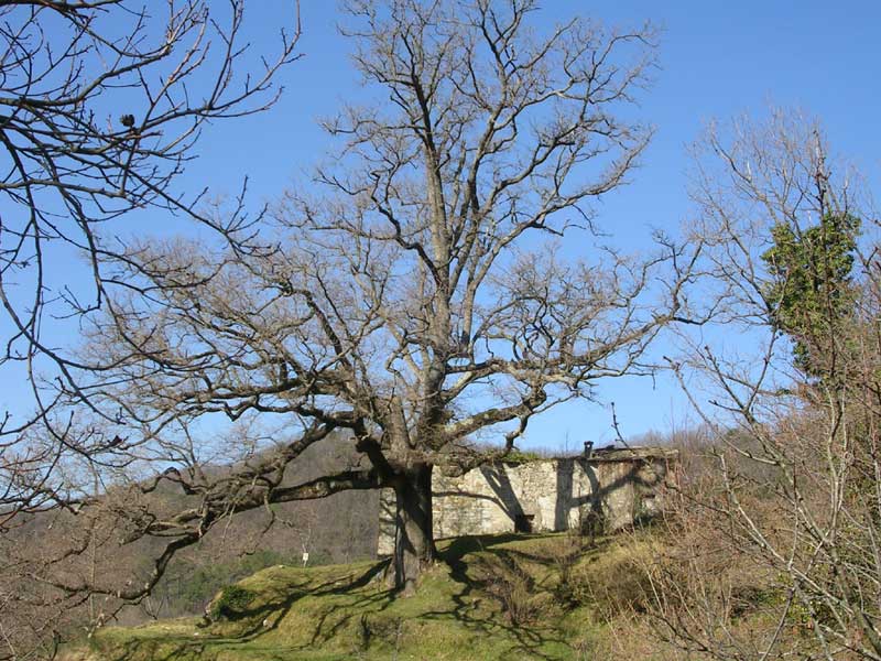 La quercia monumentale di Gosita sarà potata: ne va della sua conservazione