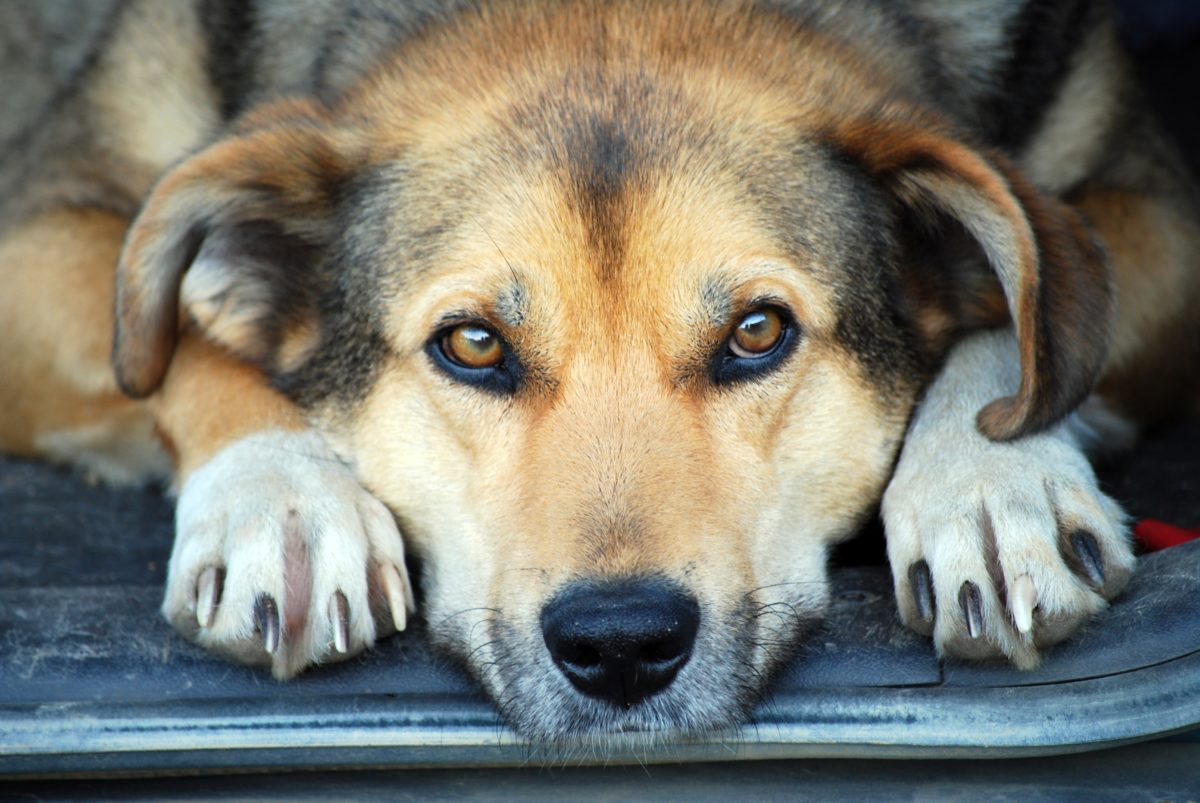 Coldiretti ed Enpa: con il covid in aumento le adozioni degli animali domestici