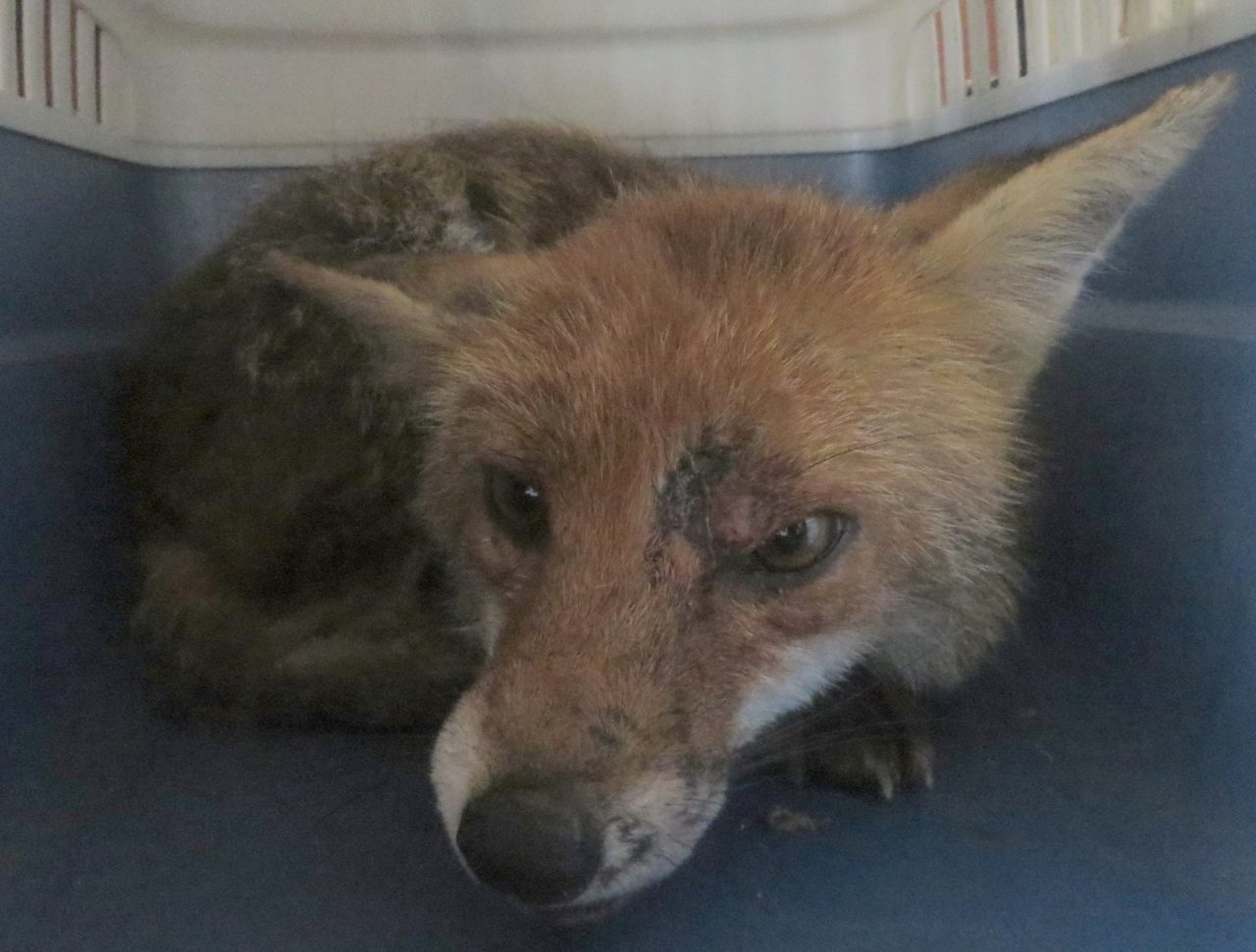 Soccorso animali selvatici, benvenuti… nella giungla