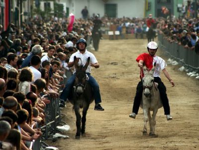 Sori alla gara mondiale di Corsa sugli Asini