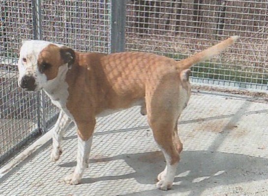 Il giovane Rocky cerca casa