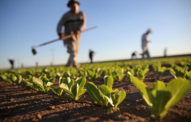 Crisi del mercato del lavoro: e in Liguria i giovani tornano all’agricoltura
