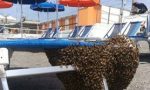 Anche le api vanno in spiaggia, per alcune ore bagnanti nel panico