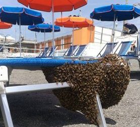 Anche le api vanno in spiaggia, per alcune ore bagnanti nel panico