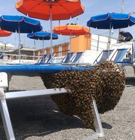 Anche le api vanno in spiaggia, per alcune ore bagnanti nel panico