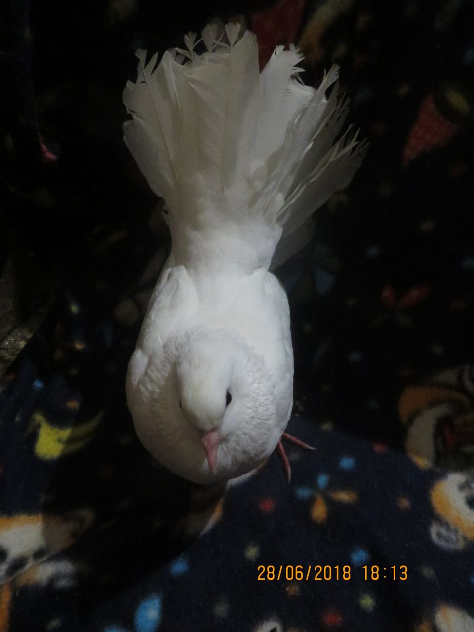 Colomba bianca salvata da una cittadina