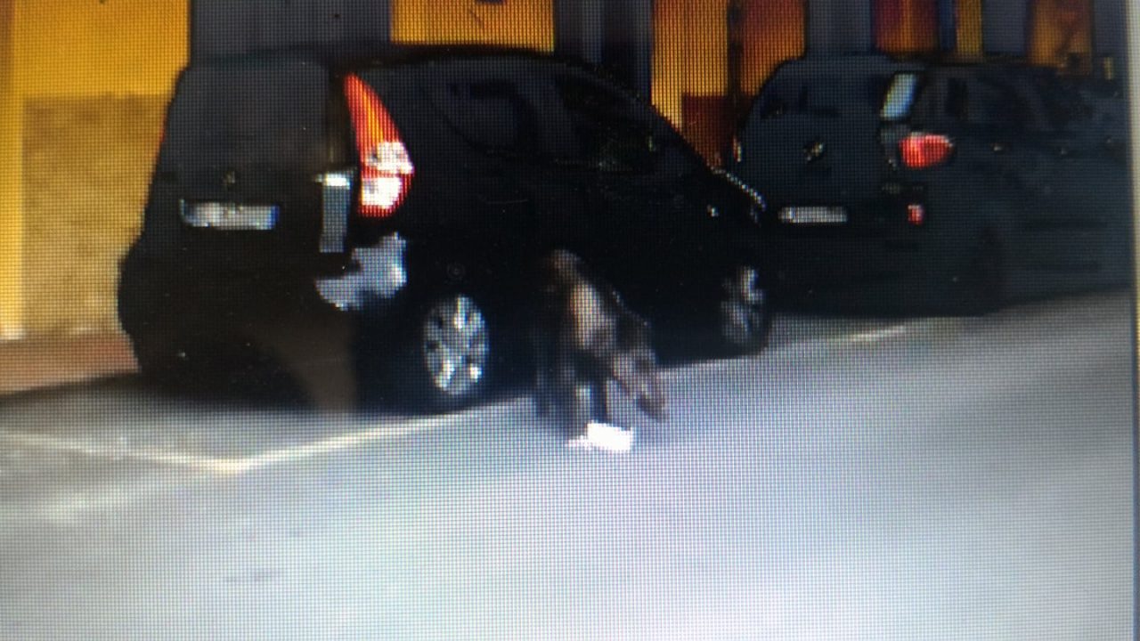 Polizia municipale di Rapallo potrà sparare ai cinghiali avvistati in città