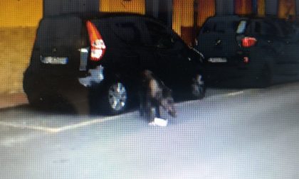 Polizia municipale di Rapallo potrà sparare ai cinghiali avvistati in città