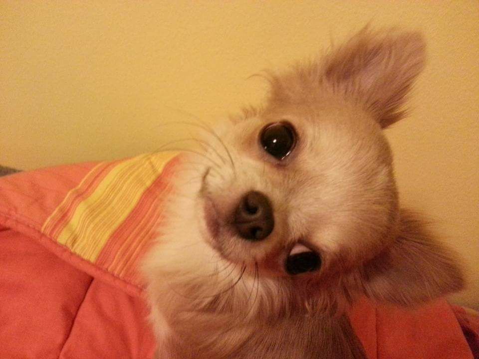 «Maltratta i suoi cani, intervenite»: ma la denuncia dell’ex era inventata