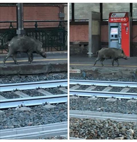 Cinghiale avvistato in stazione: avrà avuto il biglietto?
