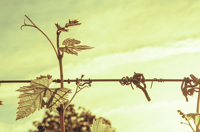 Critical Wine a Casarza, modifiche alla viabilità