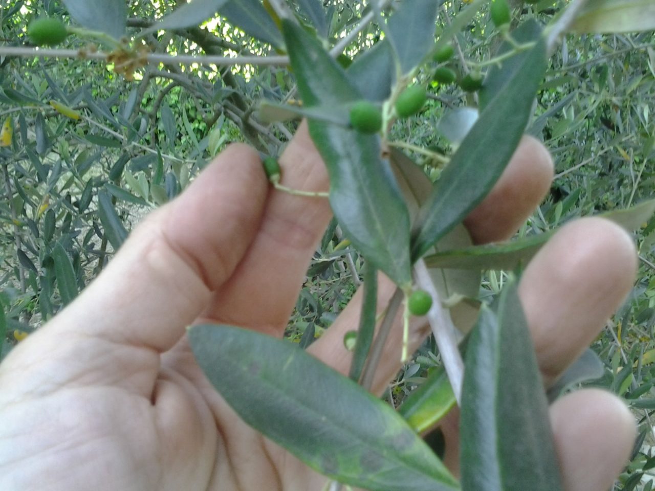 Mosca olearia, i consigli degli Ovicoltori Sestresi