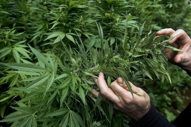 Cannabis terapeutica made in Italy: un futuro per molte aziende agricole