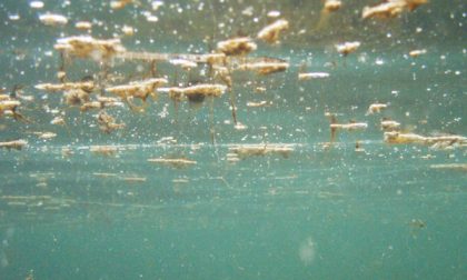 Arpal monitora l'alga tossica nel Tigullio