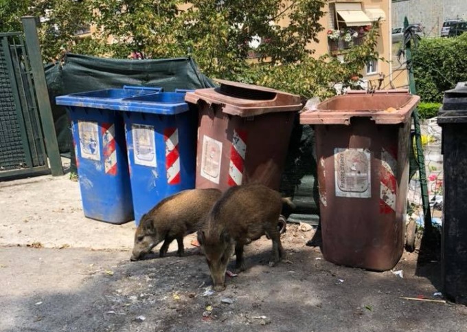A Recco bidoni protetti da gabbie anti-cinghiale
