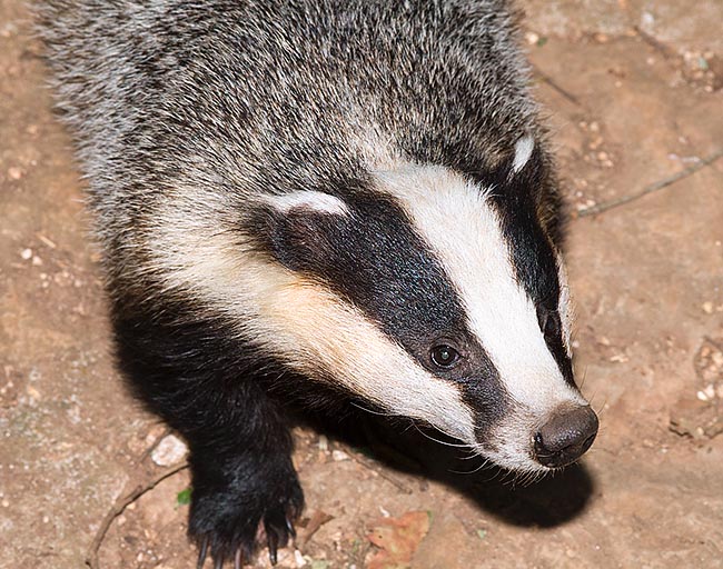 Rapallo, tasso soccorso sulla A-12