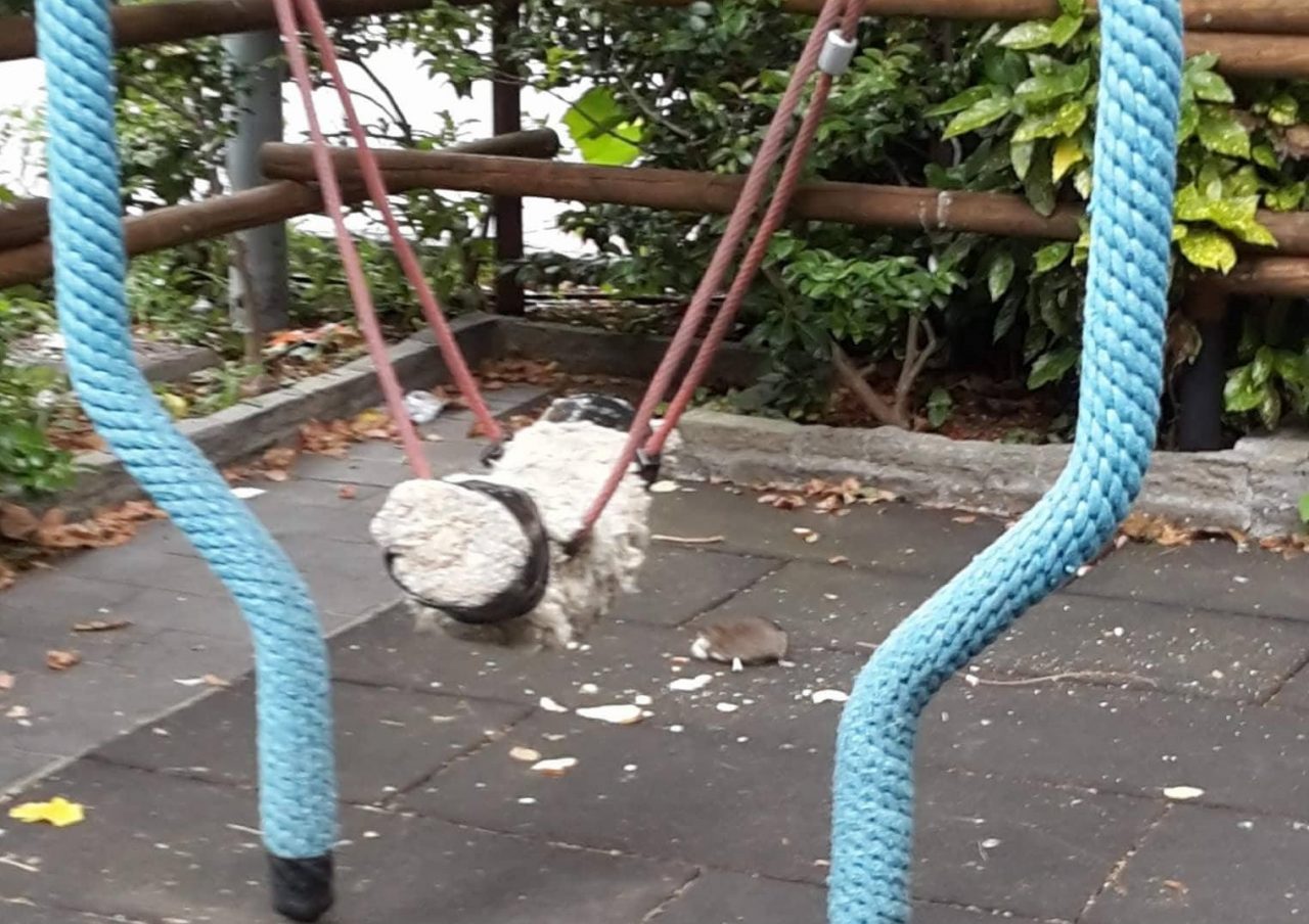 Topi in piazza Gastaldi, l’allarme di ReccoAttiva