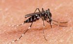 Camogli, in corso interventi di prevenzione e controllo di Arbovirosi trasmesse da zanzare invasive