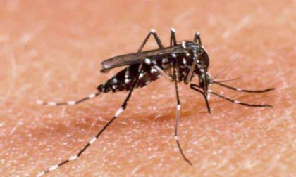 Due casi di dengue in Liguria