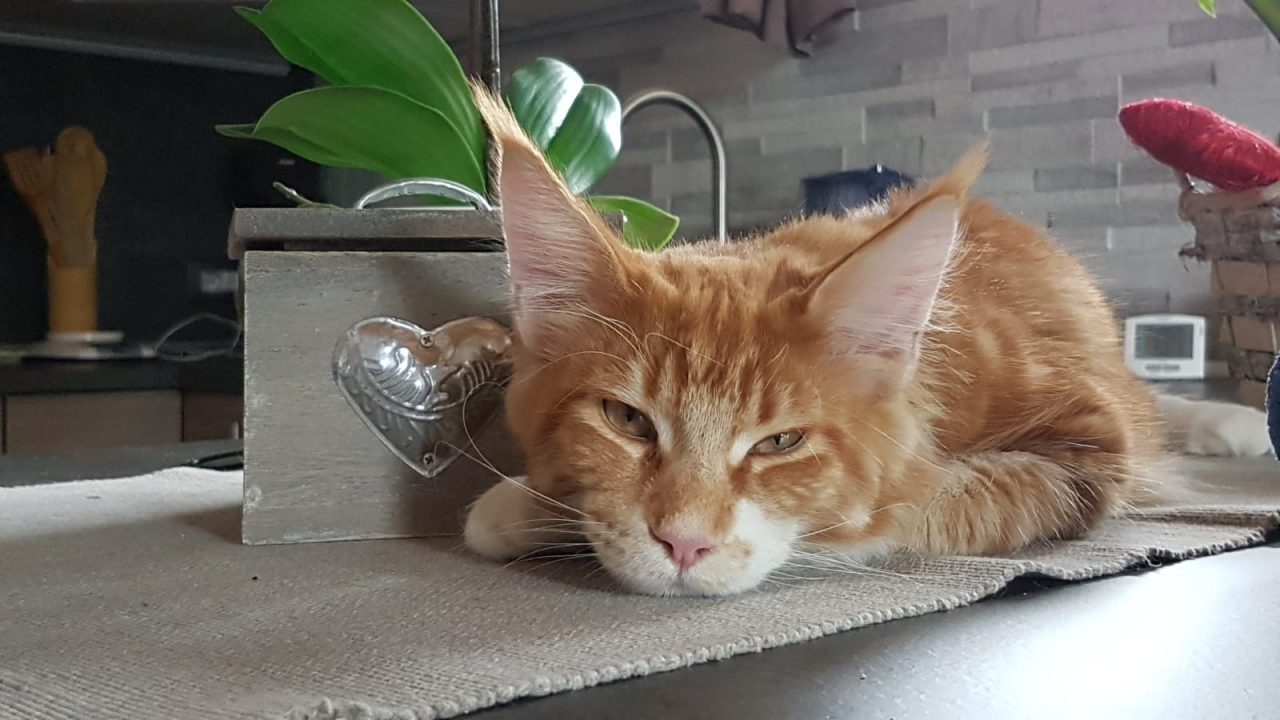 Gatto impazzito, affidato ad un veterinario dell’Asl 4