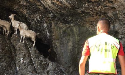 Soccorritori mettono in salvo sei capre e due piccoli bloccati da tre giorni in una grotta