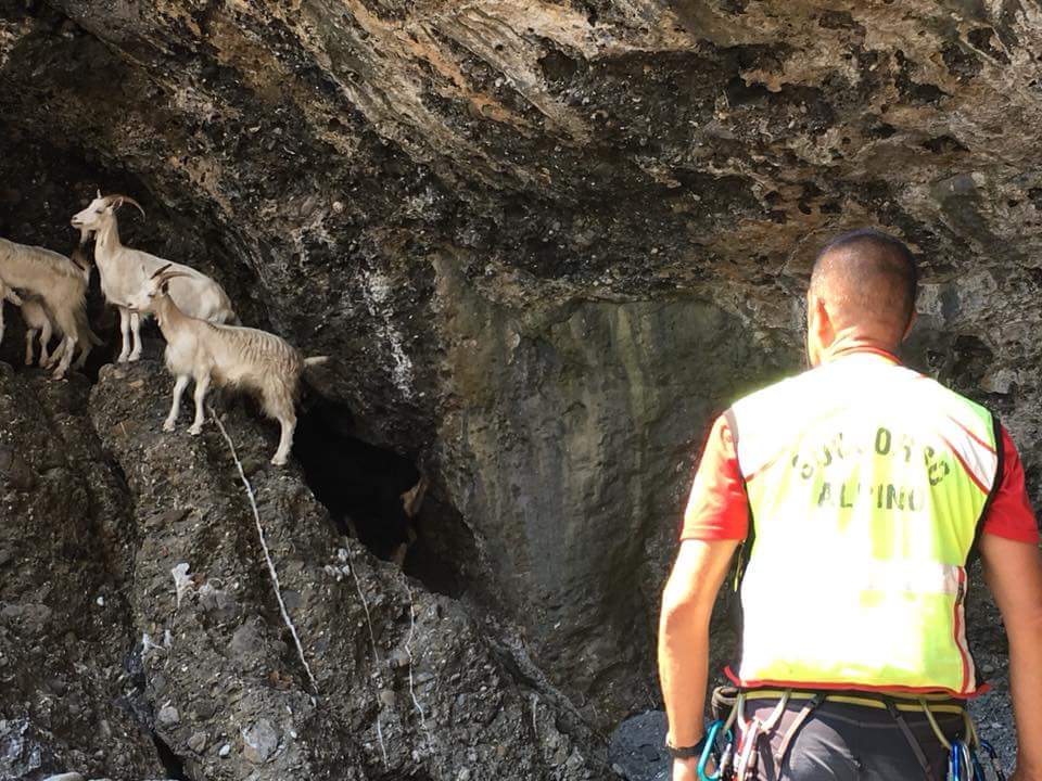 Soccorritori mettono in salvo sei capre e due piccoli bloccati da tre giorni in una grotta