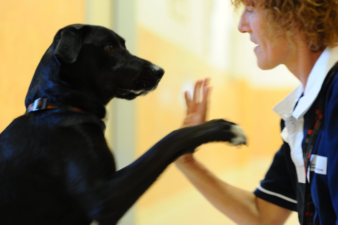 Premio Fedeltà del Cane a San Rocco di Camogli, le prime storie premiate
