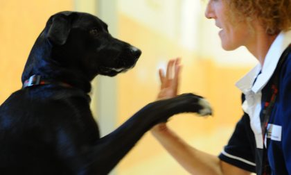 Sconfiggere la sindrome post-Covid con la pet therapy: la Regione promuove incontri gratuiti
