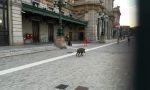 Avvistato cinghiale davanti alla stazione di Genova Brignole