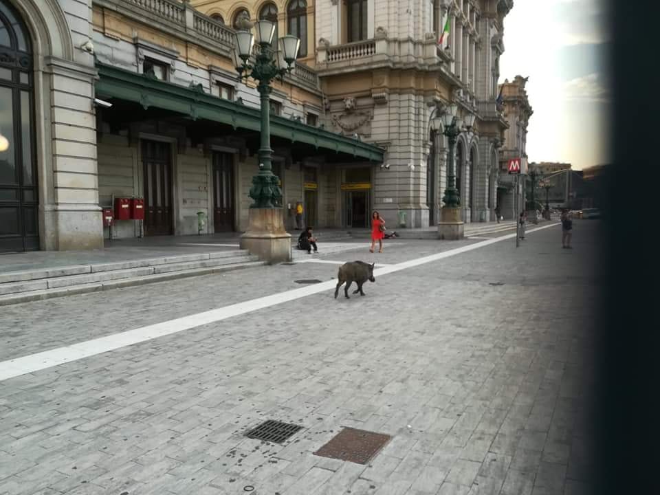 Avvistato cinghiale davanti alla stazione di Genova Brignole