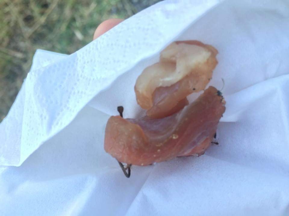 Esche avvelenate, preoccupati i proprietari dei cani residenti a Cicagna