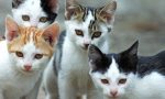 Chiavari, morti sospette di gatti al Santuario delle Grazie