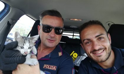 Trovano un gattino nel vano motore e chiamano la Polizia Stradale: da oggi Rombo è adottabile