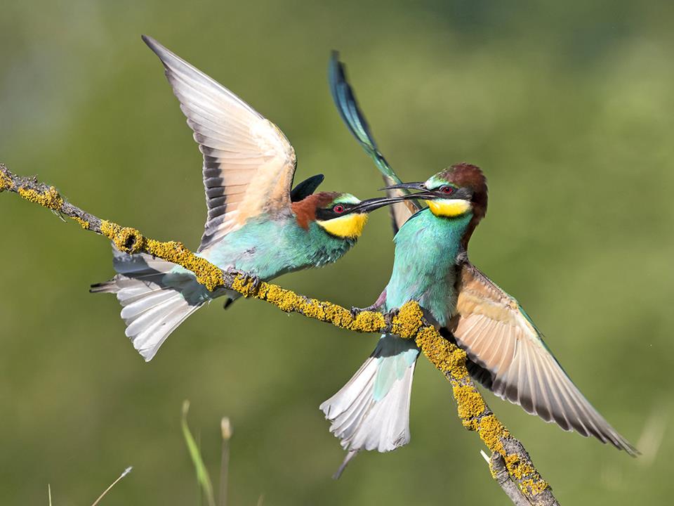 Merello ancora campione mondiale di fotografia