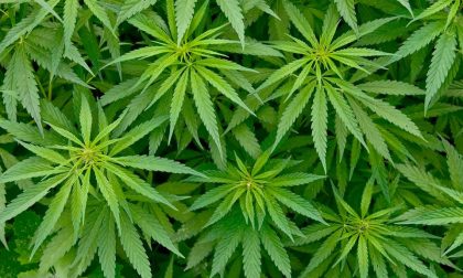 Coltivazione di marijuana, arrestato 50enne