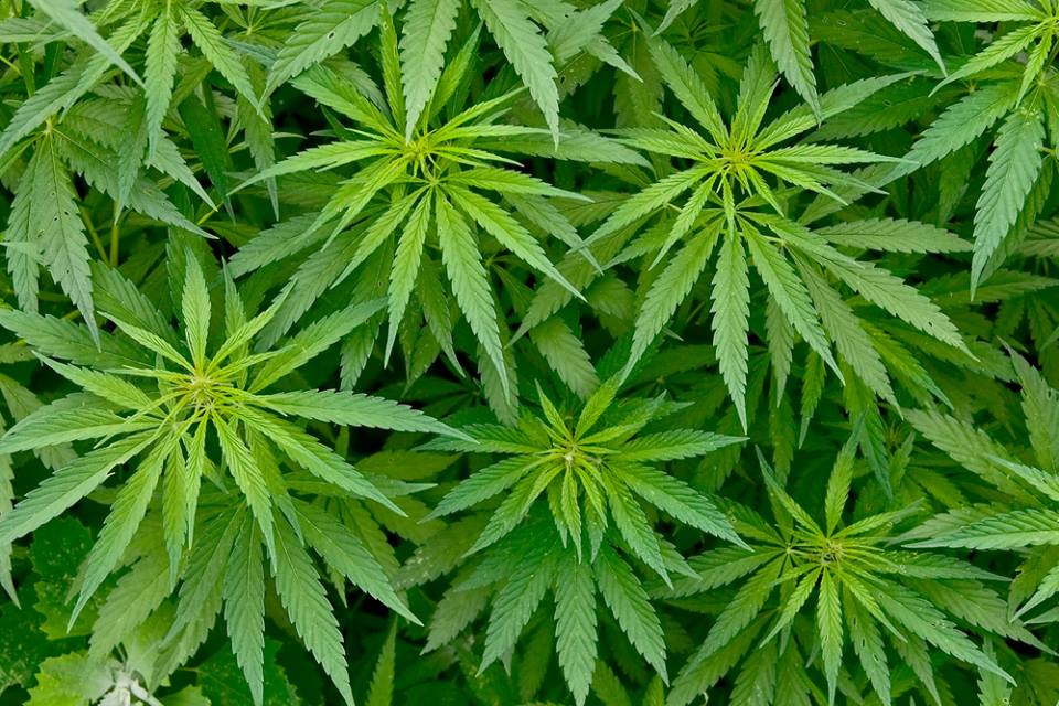 Coppia insospettabile coltivava la marijuana in un bosco della Val di Vara