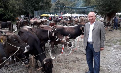 Boitano: “Senza aiuti la mucca cabannina rischia l’estinzione”