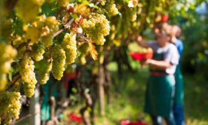 Vendemmia 2021, in calo del 10 per cento la raccolta in Liguria